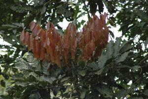 Unknown Tree.jpg